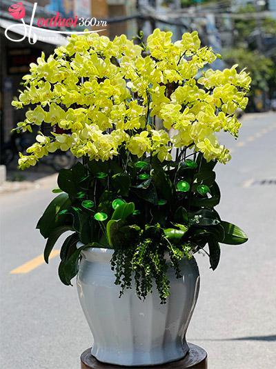 Chậu lan hồ điệp vàng - Hương nắng mai