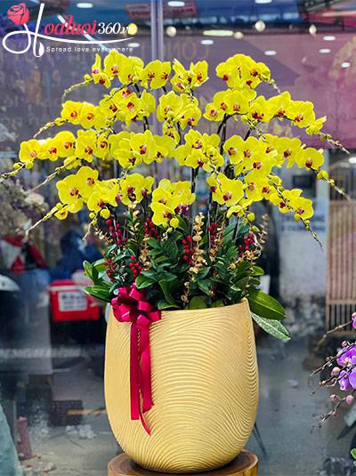 Chậu lan hồ điệp vàng - Khang thịnh giàu sang