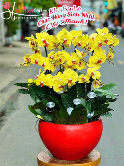 Chậu lan hồ điệp vàng - Khởi đầu rực rỡ