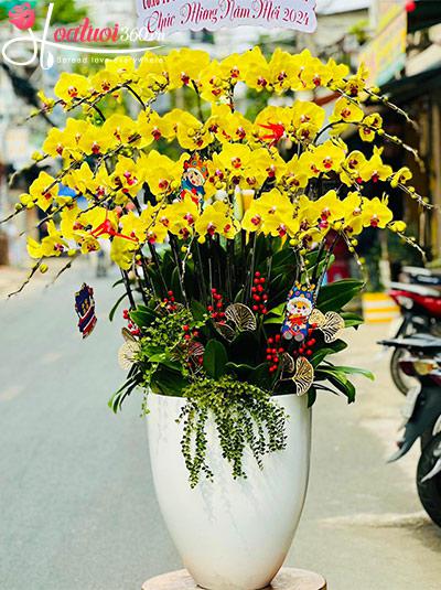 Chậu lan hồ điệp vàng - Lộc đầu xuân