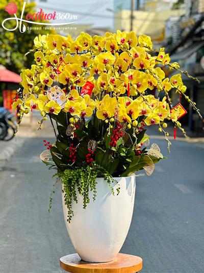 Chậu lan hồ điệp vàng - Lộc như ý