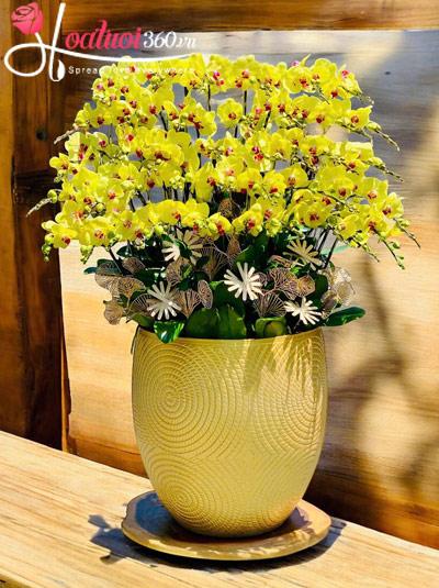 Chậu lan hồ điệp vàng - Lộc quý trời ban