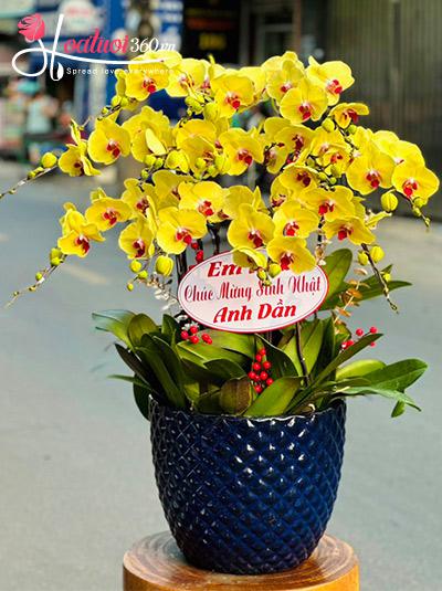 Chậu lan hồ điệp vàng - Lộc trời ban