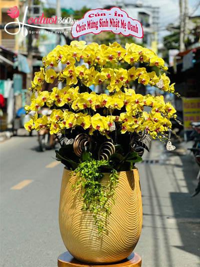 Chậu lan hồ điệp vàng - Lộc về đầy túi