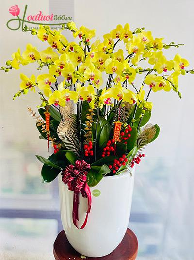 Chậu lan hồ điệp vàng - Một nhà no đủ