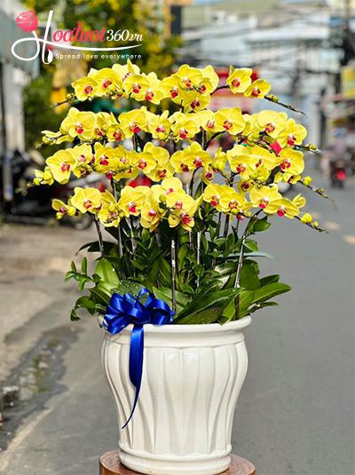 Chậu lan hồ điệp vàng - Nắng ấm gửi trao