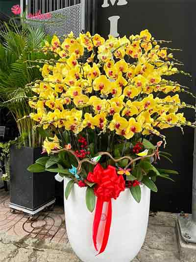 Chậu lan hồ điệp vàng - Vạn sự tốt lành