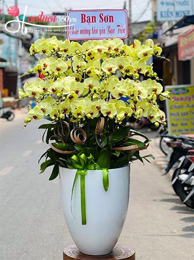 Chậu lan hồ điệp vàng - Nắng hạ ấm áp