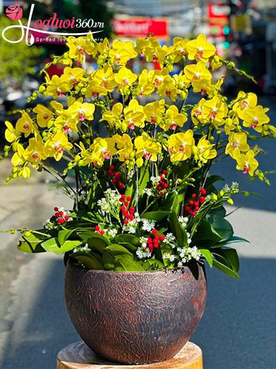 Chậu lan hồ điệp vàng - Nắng ngày thu