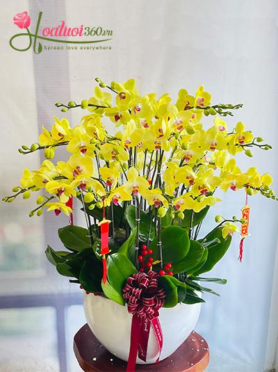 Chậu lan hồ điệp vàng - Nắng rạng ngời