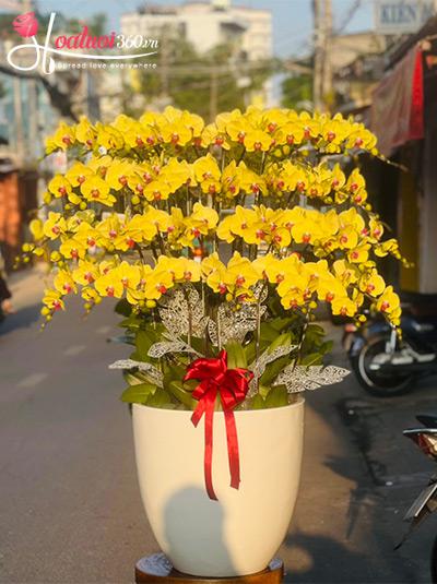 Chậu lan hồ điệp vàng - Nắng xuân