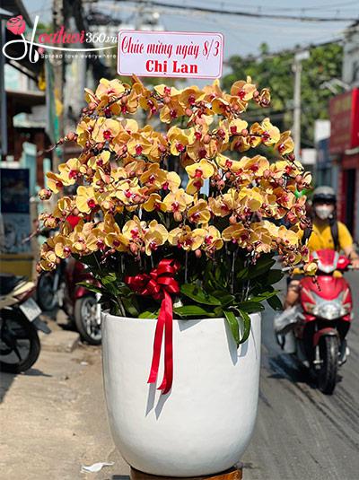 Chậu lan hồ điệp vàng - Ngày một vinh hoa