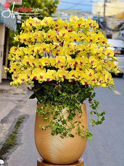 Chậu lan hồ điệp vàng - Phát tài giàu sang
