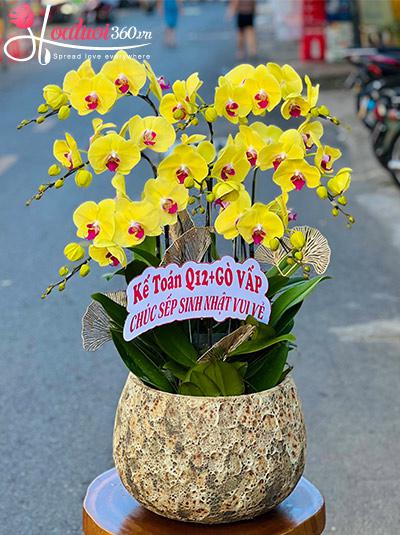 Chậu lan hồ điệp vàng - Phong cảnh ấm áp