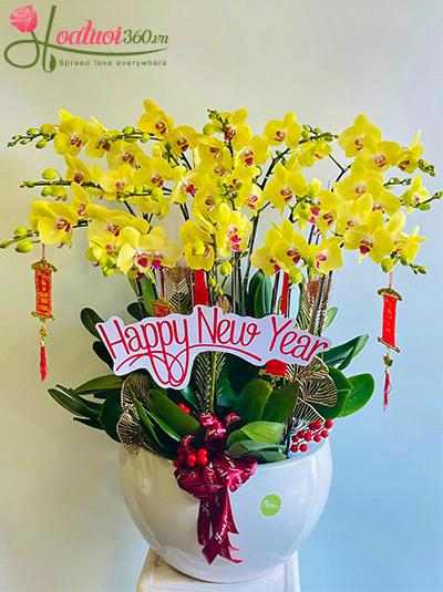 Chậu lan hồ điệp vàng - Phú quý phát tài