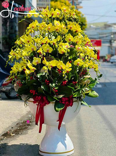 Chậu lan hồ điệp vàng - Phúc lộc trời ban