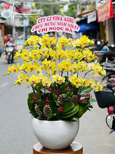 Chậu lan hồ điệp vàng - Phúc mãn đường