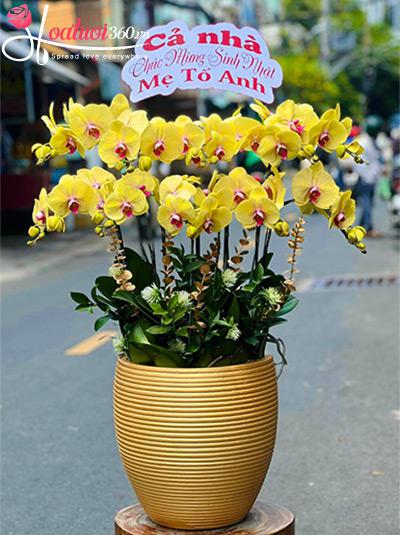 Chậu lan hồ điệp vàng - Phúc thọ dài lâu