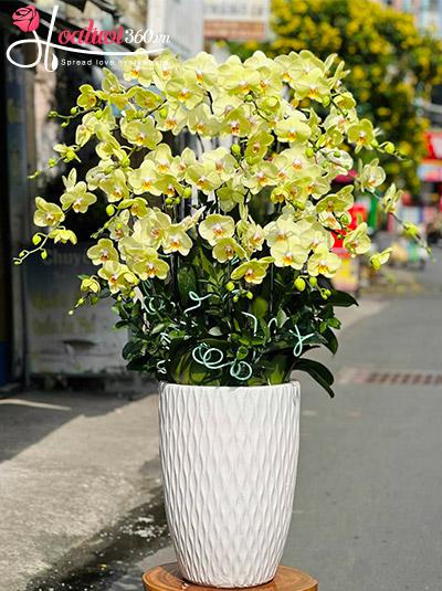 Chậu lan hồ điệp vàng - Tài lộc vào túi