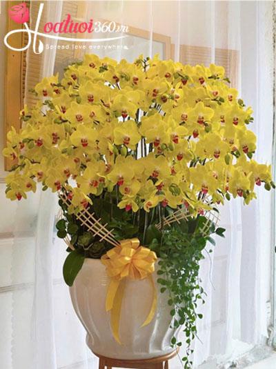 Chậu lan hồ điệp vàng - Tân niên phú quý