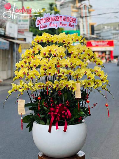 Chậu lan hồ điệp vàng - Tết an khang