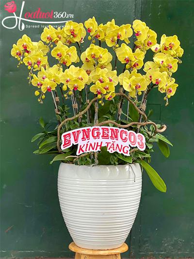 Chậu lan hồ điệp vàng - Thăng tiến thành danh