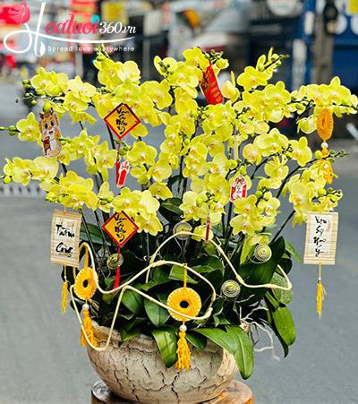 Chậu lan hồ điệp vàng - Thành công mọi bề