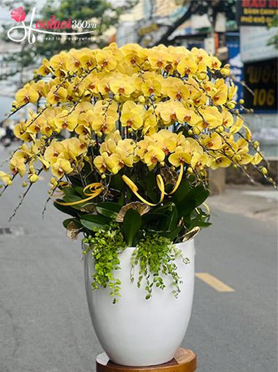 Chậu lan hồ điệp vàng - Thiên phú