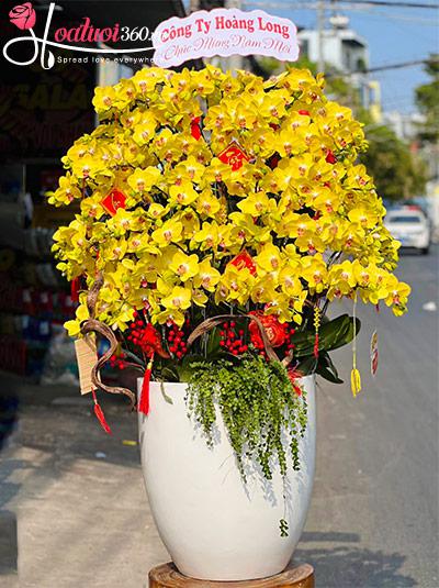 Chậu lan hồ điệp vàng - Thịnh vượng cả năm