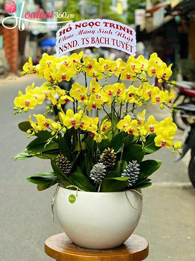 Chậu lan hồ điệp vàng - Thu thêm tiền tài