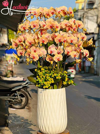 Chậu lan hồ điệp vàng - Thu về vinh hoa