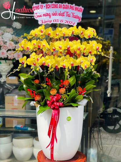 Chậu lan hồ điệp vàng - Tiền tài rộng mở
