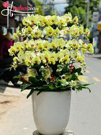 Chậu lan hồ điệp vàng - Tiền về tay