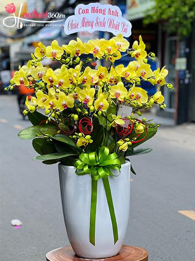 Chậu lan hồ điệp vàng - Tình yêu rực rỡ