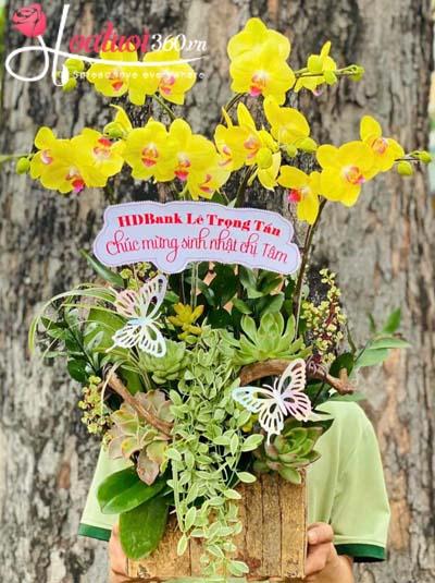 Chậu lan hồ điệp vàng - Tỏa sáng như sao