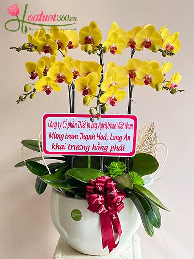 Chậu lan hồ điệp vàng - Trăm sự thành công