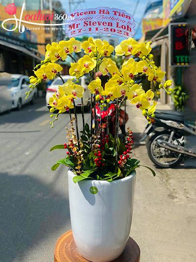 Chậu lan hồ điệp vàng - Trọn đời bình an