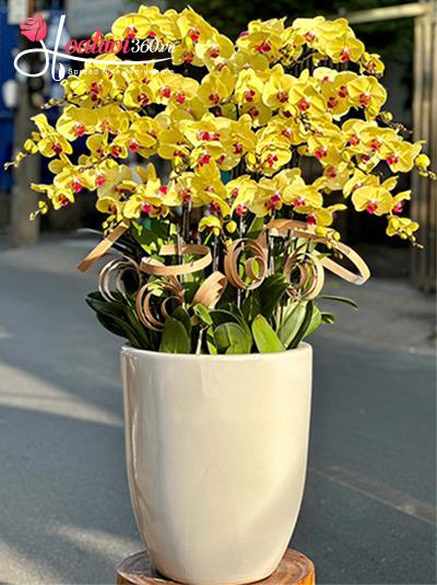 Chậu lan hồ điệp vàng - Tương lai trang hoàng