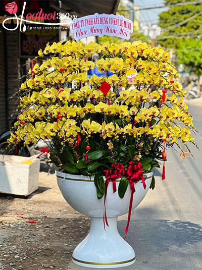 Chậu lan hồ điệp vàng - Vạn phúc an khang