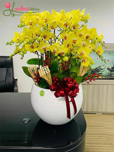 Chậu lan hồ điệp vàng - Vạn sự may