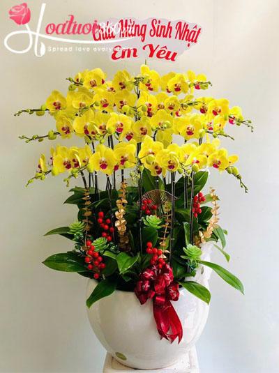 Chậu lan hồ điệp vàng - Vàng son phú quý
