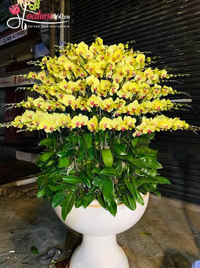 Chậu lan hồ điệp vàng - Xuân thịnh vượng