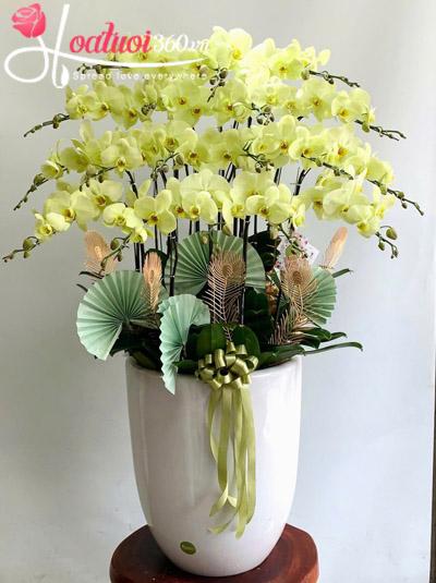 Chậu lan hồ điệp xanh bơ - Bình an thịnh vượng