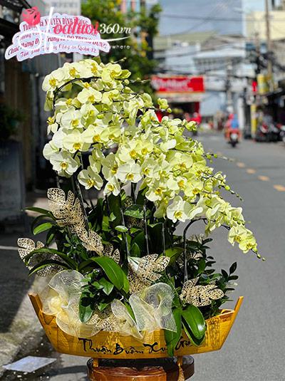 Chậu lan hồ điệp xanh bơ - Danh lợi muôn phương