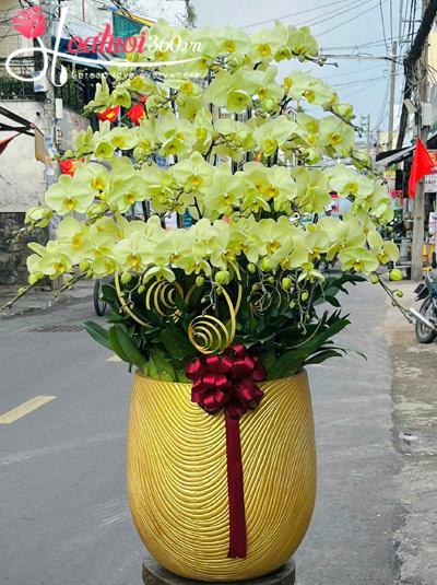 Chậu lan hồ điệp xanh bơ - Lộc may ghé nhà