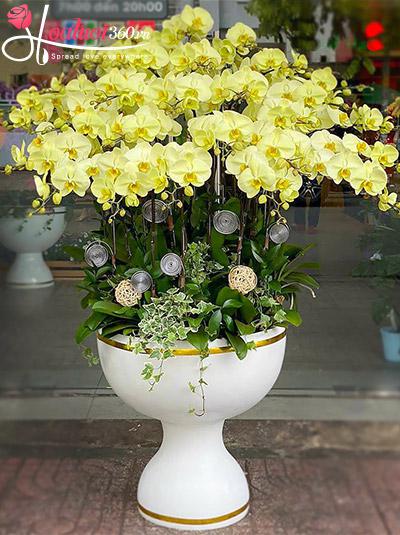 Chậu lan hồ điệp xanh bơ - May mắn phát tài