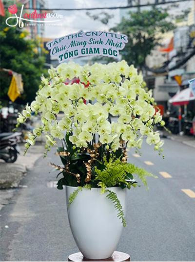 Chậu lan hồ điệp xanh bơ - Nắng xanh rạng ngời