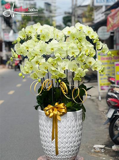 Chậu lan hồ điệp xanh bơ - Phong cảnh hữu tình