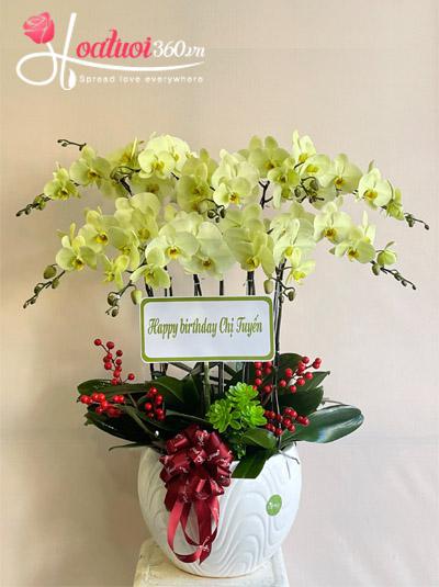 Chậu lan hồ điệp xanh bơ - Tài lộc vào túi