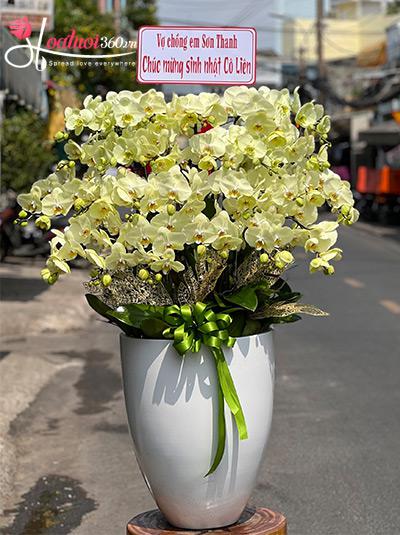 Chậu lan hồ điệp xanh bơ - Vạn sự vẹn toàn